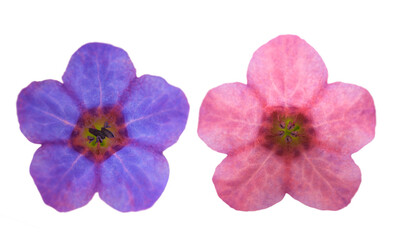 Obraz premium Common lungwort flowers