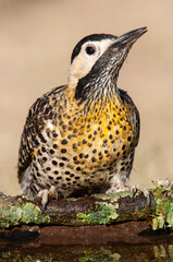 Pampas Flicker, La Pampa, Patagonia, Colaptes campestris, Argentina