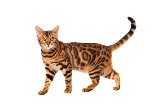 Bengal cat with spotted and striped coat walking forward, isolated on a transparent background