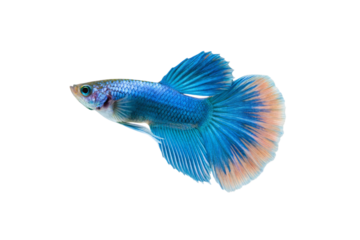 Blue betta fish with elaborate fins facing left, isolated on a transparent background