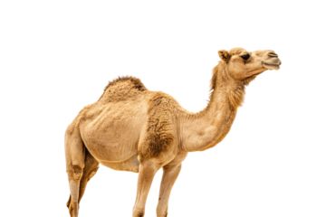 Tan dromedary camel with single hump standing in right-facing profile view position, isolated on a transparent background