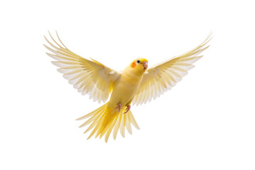 Yellow Lutino Parakeet Budgie Flying