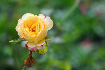 Yellow rose on a green background