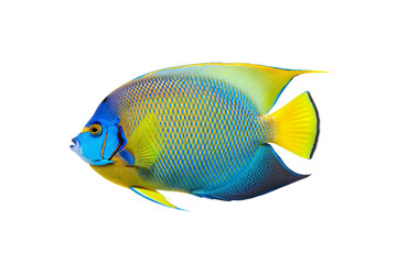 Beautiful queen angelfish displaying blue face and yellow-green gradient body with detailed scales, isolated on a transparent background