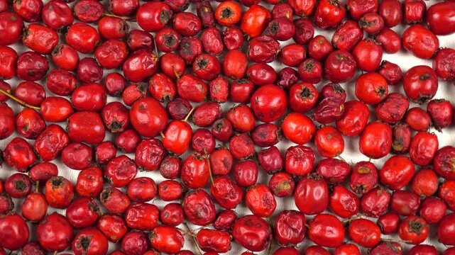 Drying hawthorn berries for making medicinal decoctions and teas