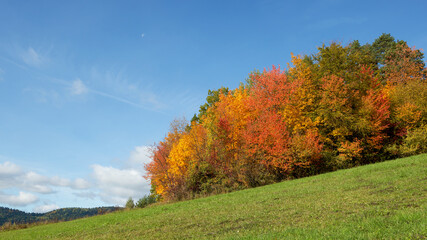Autumn mountain hill with colorful forest