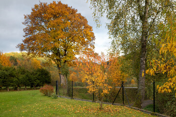 Beautiful colorful autumn leaves of trees