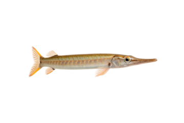 Long slender needlefish with spotted pattern brownish coloration and pointed beak, isolated on a transparent background