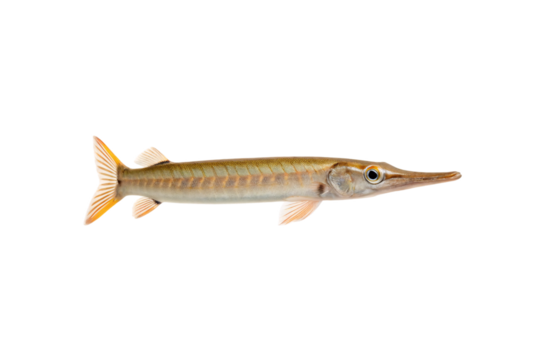 Long slender needlefish with spotted pattern brownish coloration and pointed beak, isolated on a transparent background