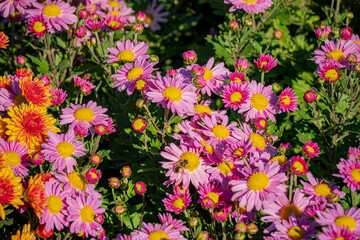 A lively garden scene shows pink and yellow flowers thriving under bright sunlight, bringing joy