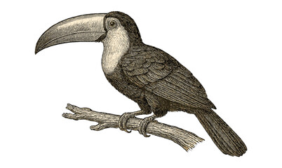 Detailed drawing of toucan perched on branch in vintage etching style