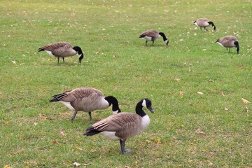 Canada goose（カナダ雁）