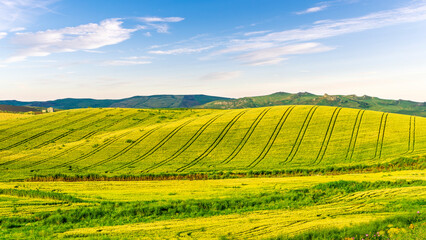 Agricultural landscape of yellow and green wheat field in rustic farmland. Farming agriculture evening  background. Summer season beautiful rural picture.