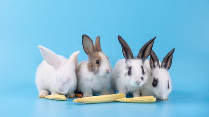 Healthy lovely bunny easter rabbit sniffing, looking around, on blue screen background. Cute fluffy rabbit, Lovely Animal concept. Symbol of easter day.