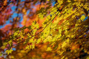Golden leaves dance gently in the breeze, capturing the beauty of autumn's vibrant colors