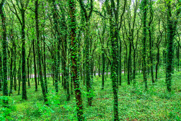 beautiful view of a green spring mysterious forest with bushes and trees covered with ivy . Natural green forest landscape for background and wild nature concept.