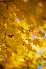 Golden maple leaves dance in the soft sunlight, capturing the essence of a serene autumn day