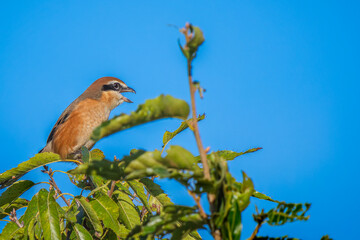 枝にとまるモズ