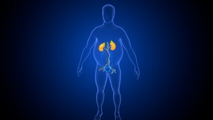 Human urinary system anatomy. 3d illustrations