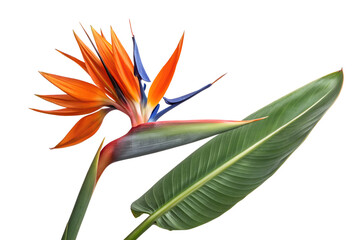 Bird of paradise flower isolated on white background