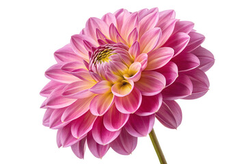 Pink dahlia flower isolated on white background