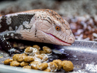 餌を食べるアオジタトカゲ