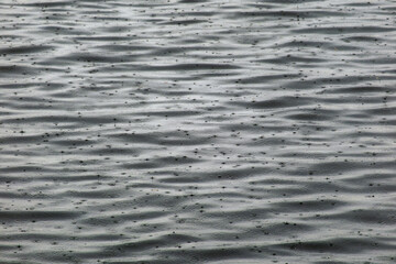 A close-up of a water surface as raindrops fall, creating a chaotic, repeating pattern of fine ripples and concentric circles. The smooth waves and small splashes from the drops create a rich texture.