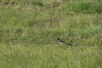 adult oystercatcher bird foraging in a green meadow
