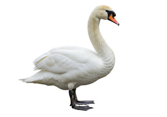 Isolated white swan stands on two legs, graceful water bird, elegant and serene nature