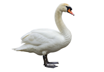 Isolated white swan stands on two legs, graceful water bird, elegant and serene nature