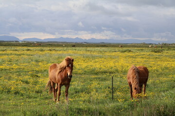 two brown Icelandic horses standing in a green meadow full of yellow flowers with the wind blowing in their manes