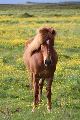 brown Icelandic horse standing in a green meadow full of yellow flowers with the wind blowing in its manes