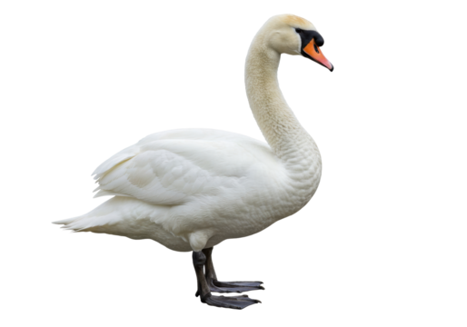 Isolated white swan stands on two legs, graceful water bird, elegant and serene nature