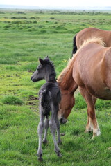 little foal standing next to other icelandic horses in a green pasture