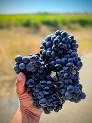 Eine m&auml;nnliche Hand hebt vor unscharfen Hintergrund zwei Weinreben ins Bild