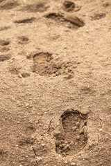 Footprints in the sandy brown soil. Selective focus. Vertical shot.