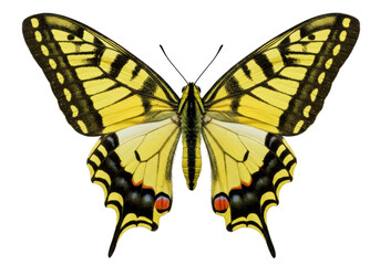 Isolated Yellow Swallowtail Butterfly, detailed view, a flying insect with yellow & black wings