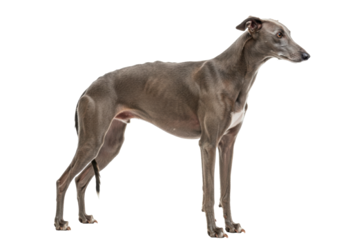 Isolated Greyhound dog standing elegantly, side view, attentive and poised, beautiful purebred