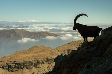 Scenic view of an huge male Alpine ibex standing at the edge of a ridge against mountains and sky at the horizon.