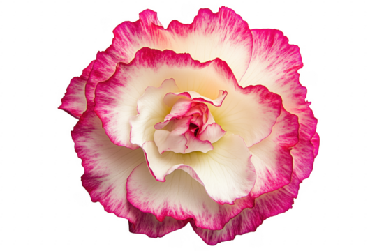 Delicate pink edged white flower isolated on a transparent background