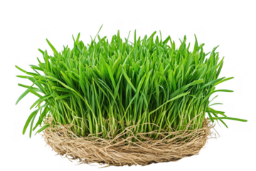 Lush green grass with visible roots isolated on a transparent background