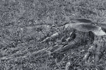 生命の循環を感じる切り株