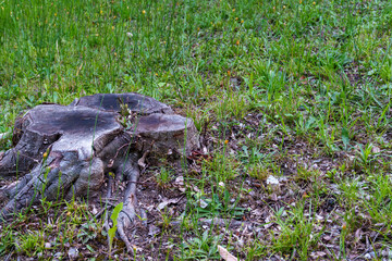 森の再生を象徴する切り株