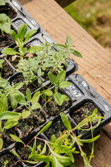 Boutures bio de sauges, linaria et clarkias en barquette, avec main