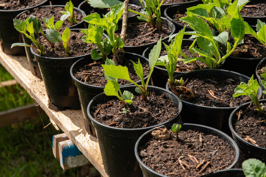 Boutures de dahlia en pot, au soleil, format portrait
