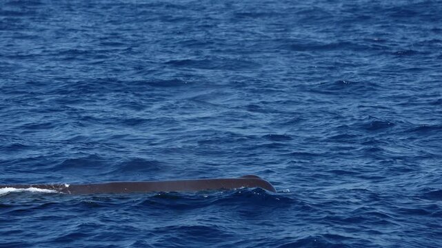 spermwhale breathing on blue sea surface slow motion detail