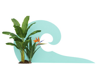 Isolated Bird of Paradise plant with tropical banana leaves and light blue wave shape graphic