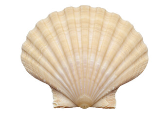 Isolated Scallop Seashell Fossil, Beige Pale Interior, Shell Surface, Animal, Ocean or Sea