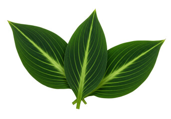 Isolated green leaves arranged on a plane surface for decorative use, no visible background