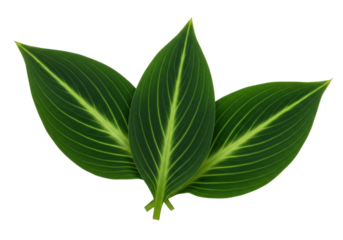 Isolated green leaves arranged on a plane surface for decorative use, no visible background